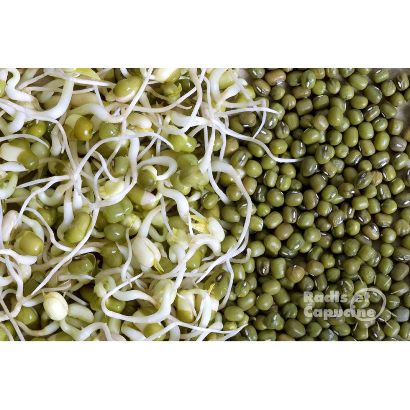 100 g 1500 Graines Haricot Mungo graines poussent ou germination Fresh Organique Germination 