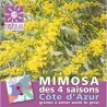 Graines de Mimosa en sachet