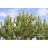 Pinus Pinea 