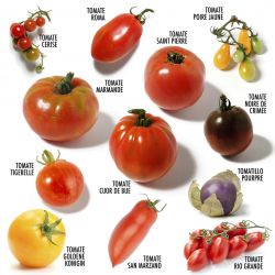 12 sachet box - Ancient Tomatoes