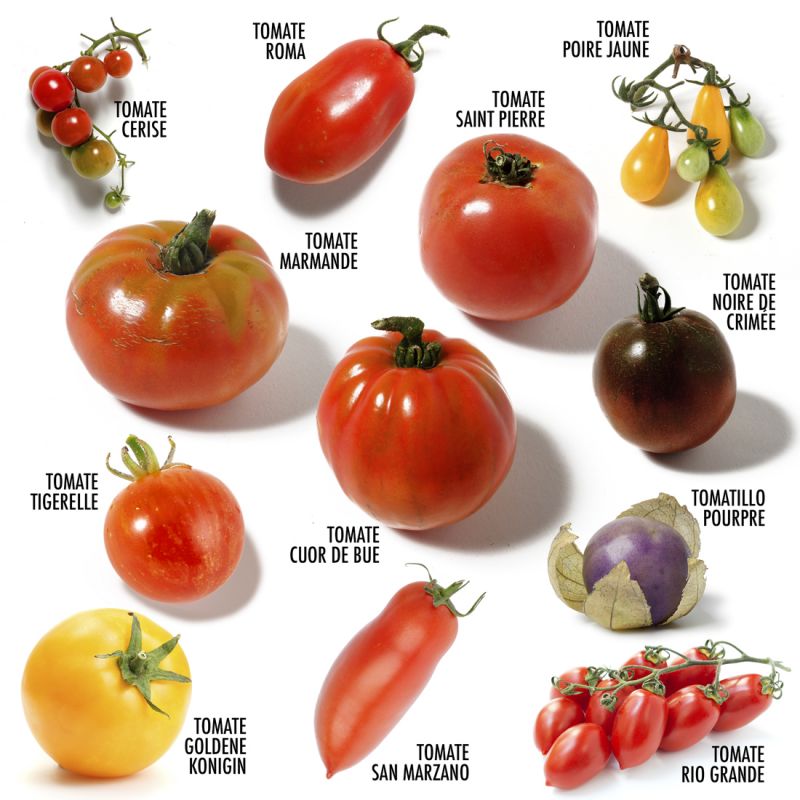 12 sachet box - Ancient Tomatoes