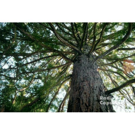Séquoia Géant de Californie 