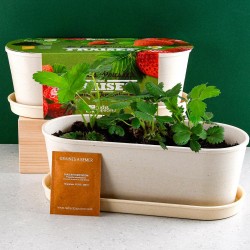 Bamboo garden - Strawberry