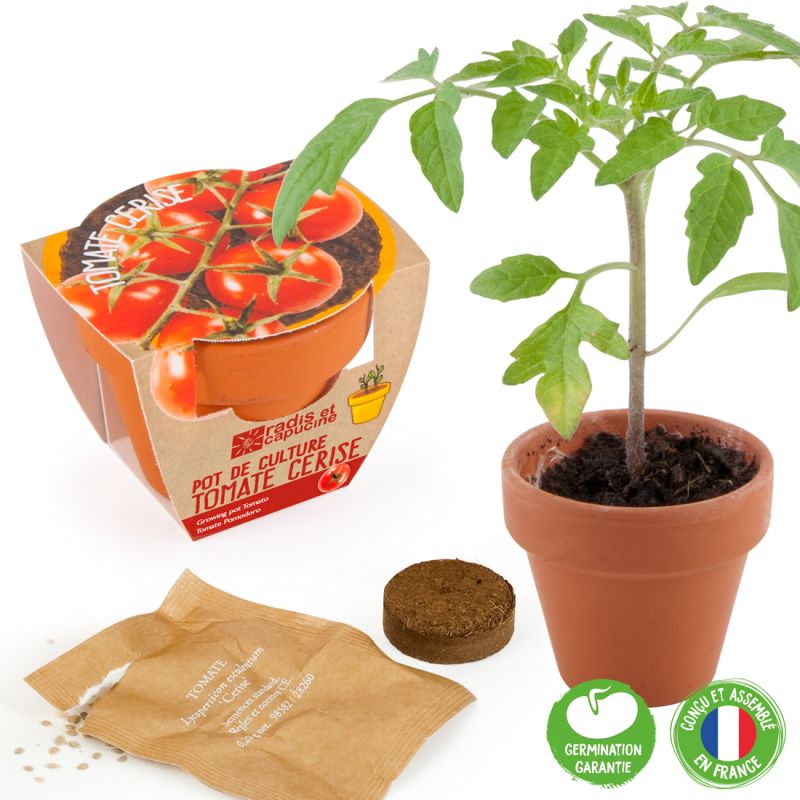 Graines de Tomate Cerise bio à semer en pot terre cuite