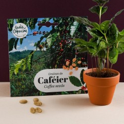 Coffee seeds for sowing in pot