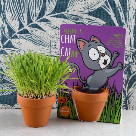 Carte nature Chat - Herbe à chat