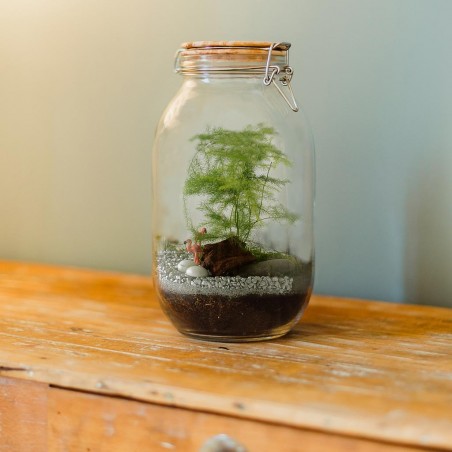 Terrarium to assemble yourself with seeds of asparagus to sow