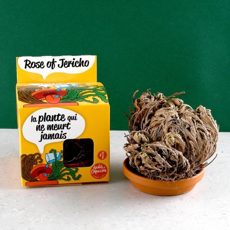 Kit Pot terre cuite 11 cm - Plante éternelle - Rose de Jericho