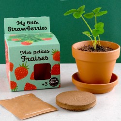 Graines de Fraisier à faire...