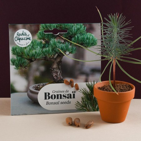 Graines de Bonsaï Pinus Pinea a semer en pot