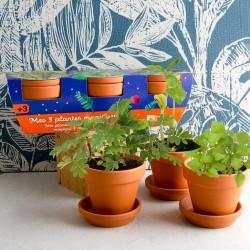 Trio de pot plantes...