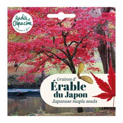Graines d'Erable rouge du...