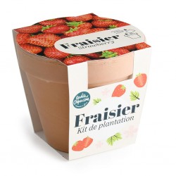 Pot en terre cuite fraisier