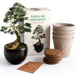 Kit jardinage arbre de...