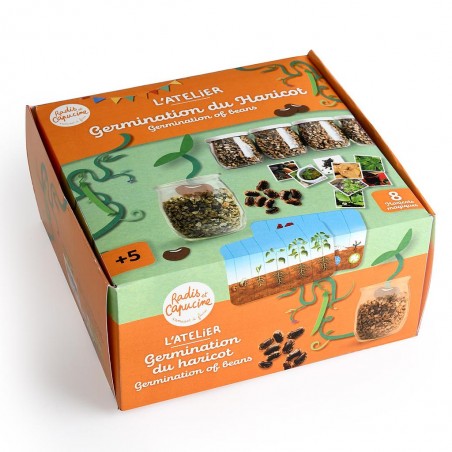 kit créatif germination du haricot en groupe