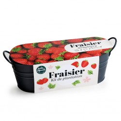 Strawberry planter /...
