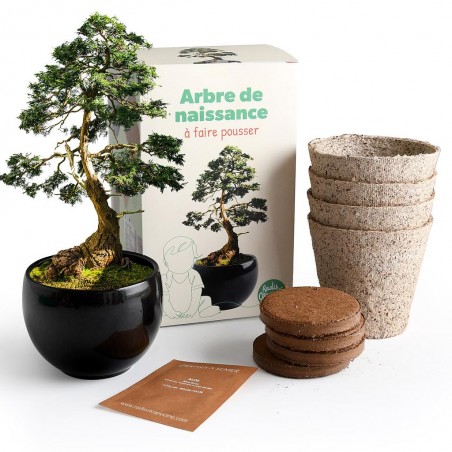Kit jardinage arbre de naissance - Cèdre