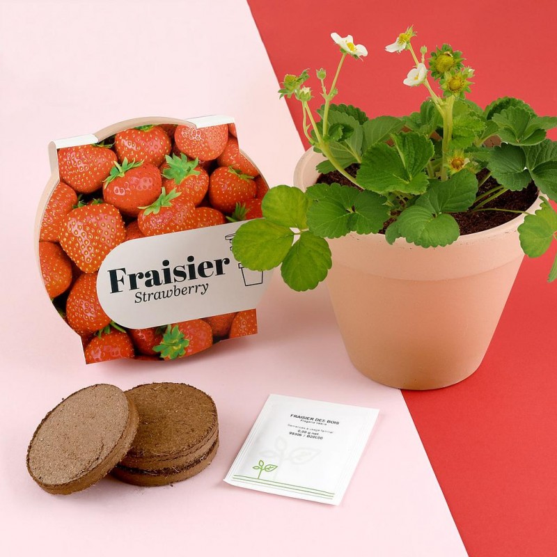 Pot en terre cuite fraisier
