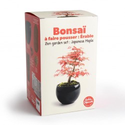 Bonsaï garden set Erable rouge