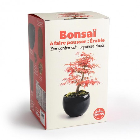 Bonsaï garden set Erable rouge