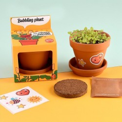 Plante qui pétille à semer jardinage enfant 8 cm