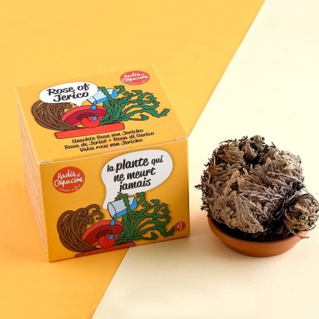 Kit Pot terre cuite 11 cm - Plante éternelle - Rose de Jericho