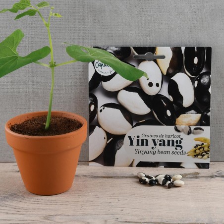 Yin Yang Bean seeds to sow