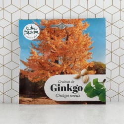 Ginkgo Biloba seeds for pot...