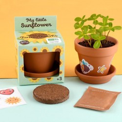 Sunflower to grow 8 cm...