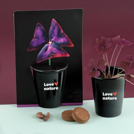 Pot black 6 cm - Trèfle pourpre