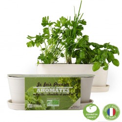 Bamboo planter - Herbs