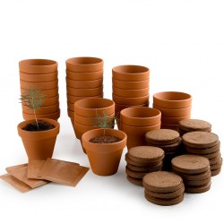 24 Christmas Trees to Grow...