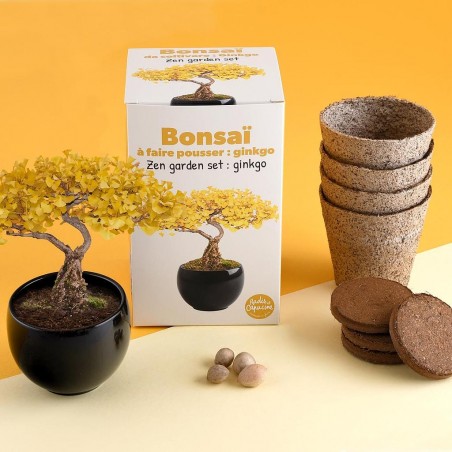 Bonsaï garden set Ginkgo