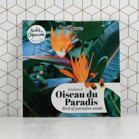 Graines de Strelitzia oiseau du paradis à semer en pot