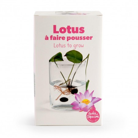 Coffret de culture Lotus avec vase