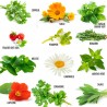 Coffret de graines Plantes de bien-être (12 variétés)