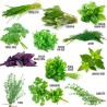 Coffret de graines d'aromates à semer (12 variétés)