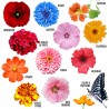Coffret de graines fleurs du jardin (12 variétés)