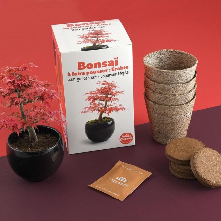 Bonsaï garden set Erable rouge