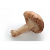 Kit de culture champignons shiitake bio