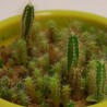 Graines exotiques de cactus à semer à la maison