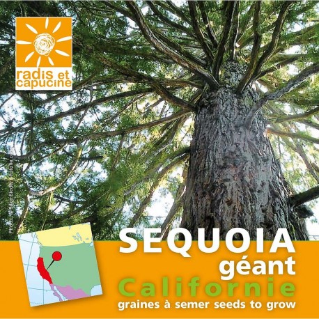 Graines de Sequoia geant de Californie
