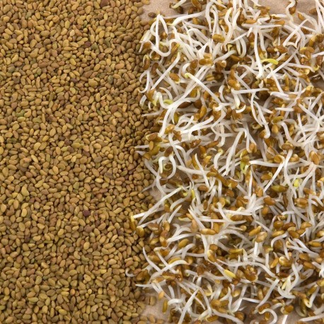 Graines à germer Alfalfa bio