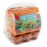 Mini-serre de jardinage : fraisiers à semer