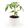 Pot céramique blanc 8 cm Tomate cerise bio