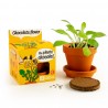 Plante Chocolat à semer - Pot 8 cm avec graines
