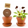 Plante Chocolat à semer - Pot 8 cm avec graines