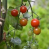 Mes petites tomates à semer - Pot terre cuite 8cm