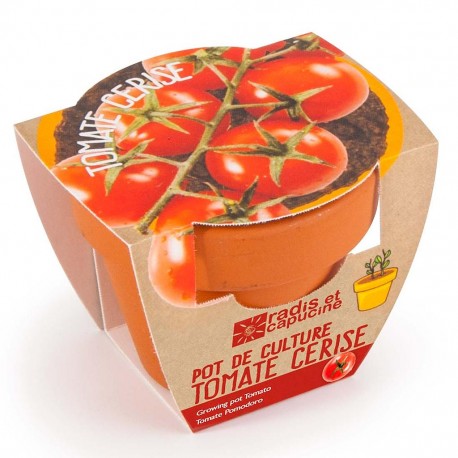 Graines de Tomate Cerise bio en pot de culture terre cuite