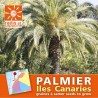 Sachet de graines de Palmier des Antilles à semer chez vous